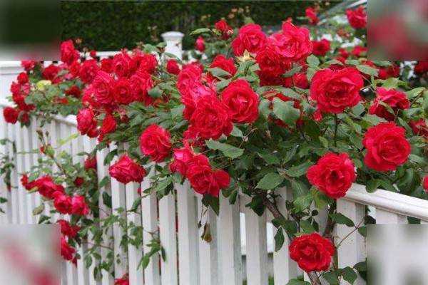 Розы в саду: уход и выращивание садового растения