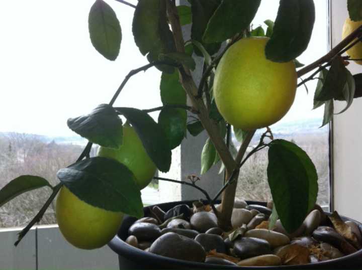 Чем лучше подкормить лимон в домашних условиях