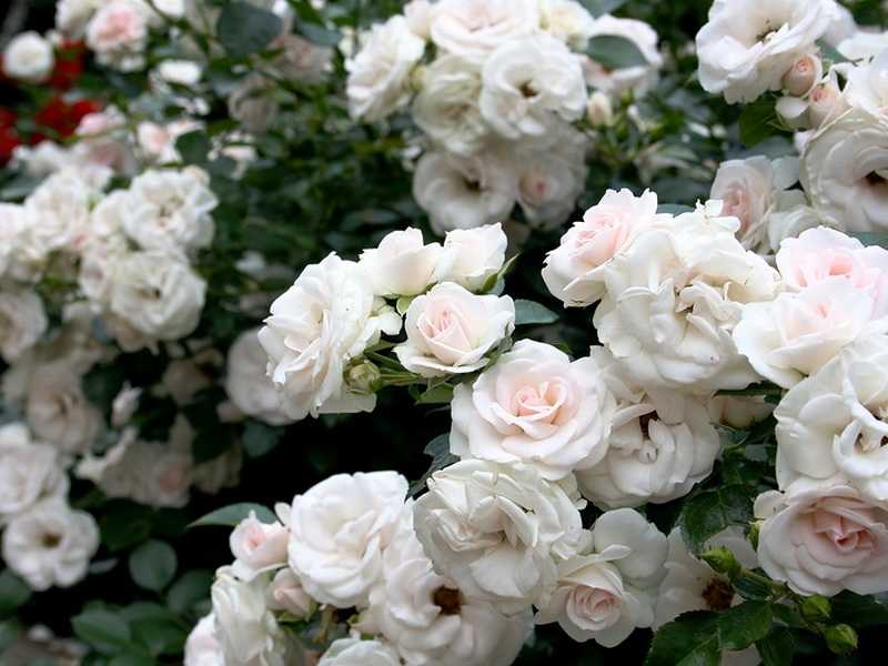 Роза фламентанц: подробное описание сорта и рекомендации по уходу за кустарником