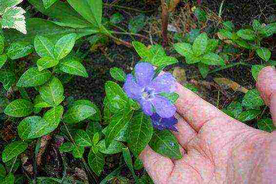 Жизнеустойчивый цветок-барвинок