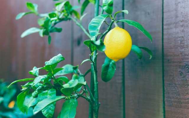 Как вырастить лимон из косточки Выбор сорта, подготовка семян Принципы ухода за взрослым лимонным деревом Как приблизить плодоношение лимона Какие проблемы могут возникнуть при выращивании лимона дома