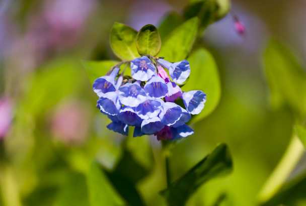 Цветок годеция: посадка и уход, фото, выращивание из семян в открытом грунте