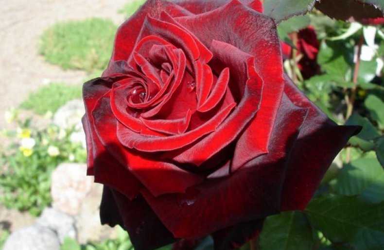 Роза черная магия, фото и описание сорта, посадка, уход и выращивание