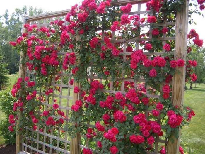 Сорта плетистих роз: фото и названия