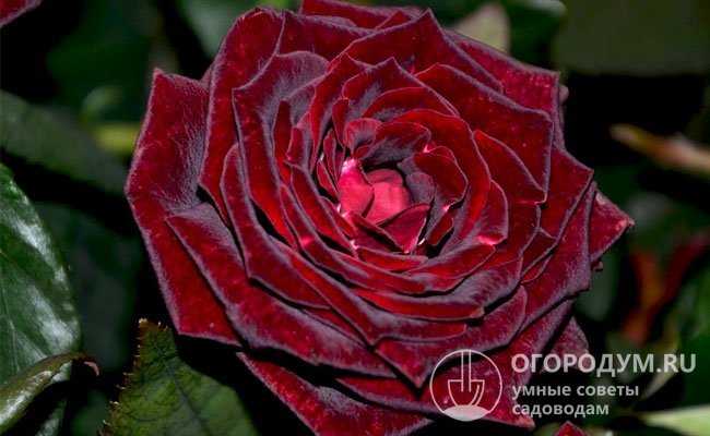 Роза черная магия: фото и описание сорта, уход и посадка, отзывы