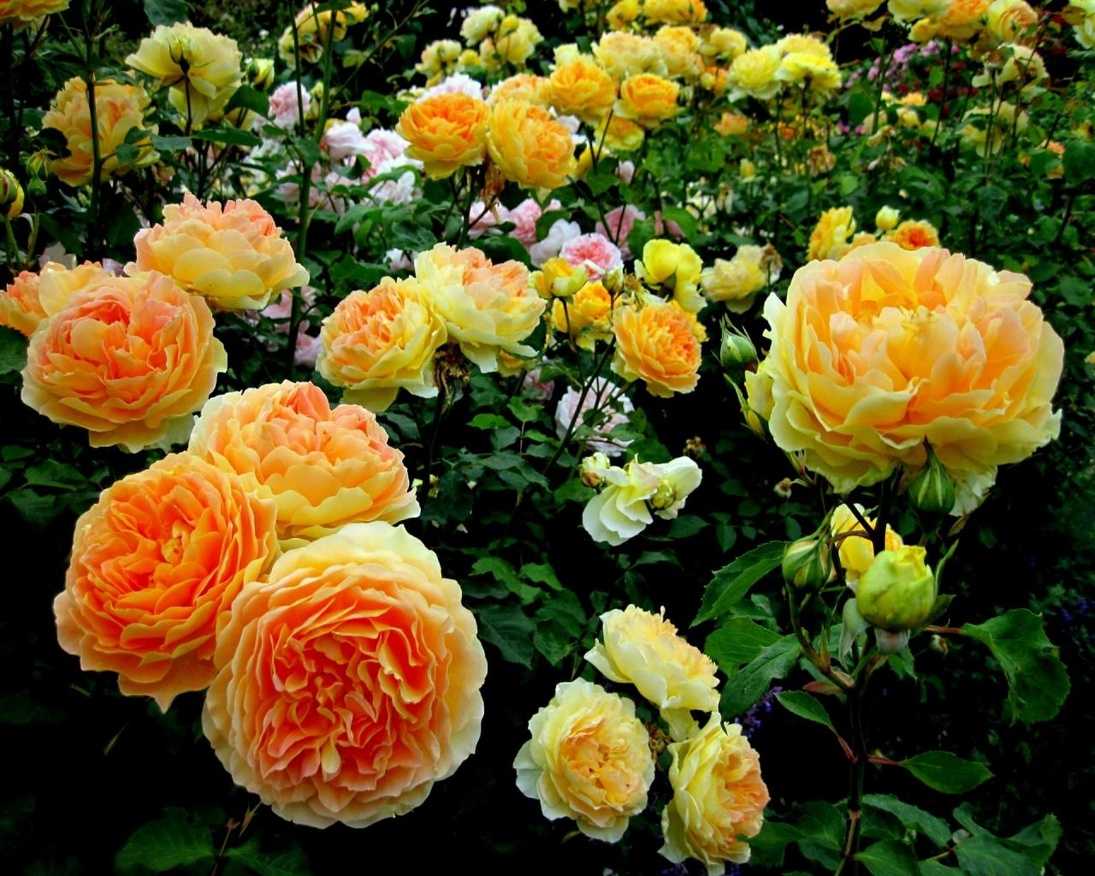 10 лучших почвопокровных роз