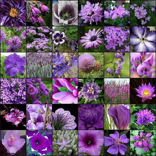 Список комнатных растений с фиолетовыми листьями: фото, названия, описание