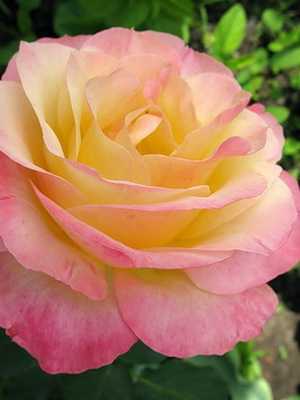 Роза леди бомбастик (miss bombastic) — характеристики шарообразного куста