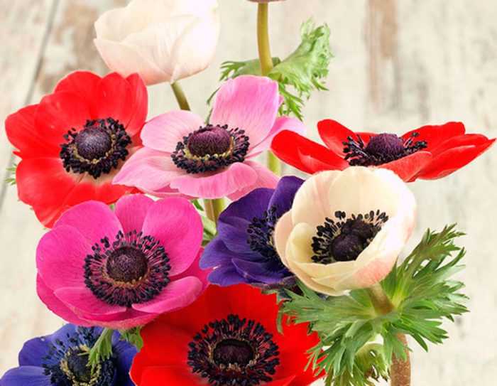 Анемона: посадка и уход в открытом грунте, фото ветреницы, выращивание цветов на клумбе, размножение anemone
