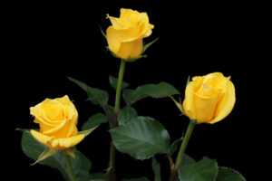 Розы, устойчивые к грибным заболеваниям