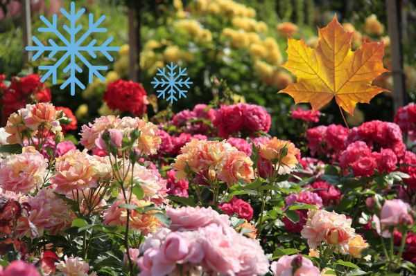 Уход за розами осенью: подготовка к зиме по месяцам и особенности обрезки и укрытия разных сортов роз