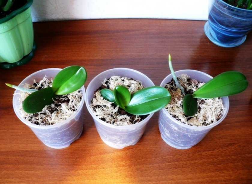 Можно ли пересадить орхидею во время цветения: пошаговая инструкция и особенности пересадки