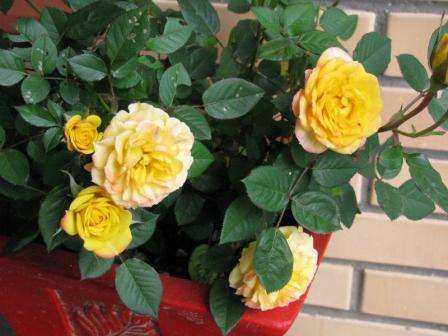 Полиантовая роза: что это такое, как выращивать из семян, уход за розовыми кустами