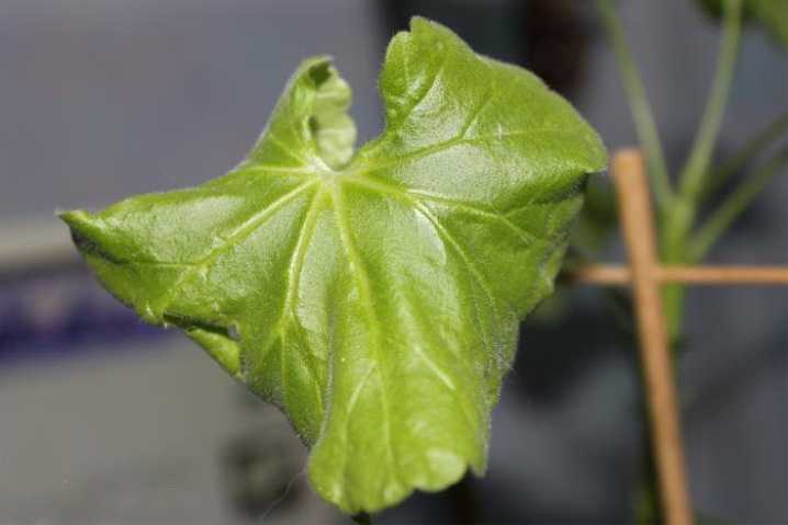 Почему у герани скручиваются листья вниз. Хлороз пеларгонии. Пеларгония зональная листья. У герани скручиваются листья. Хлороз герани.