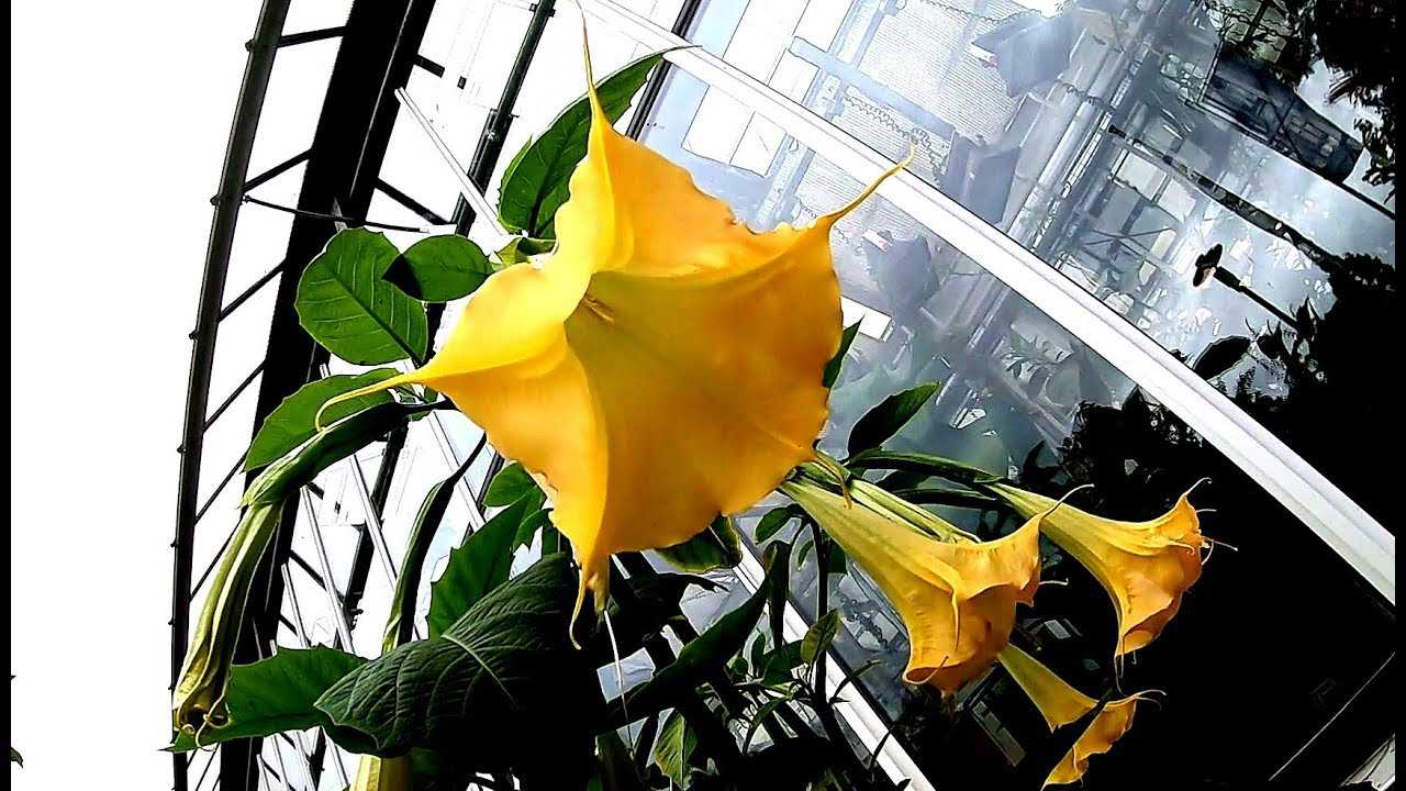 Бругмансия: выращивание из семян сказочного цветка желаний