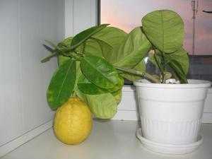 Лимон мейера — уход в домашних условиях и описание сорта, плодоношение и болезни комнатного лимона, выращивание из косточки