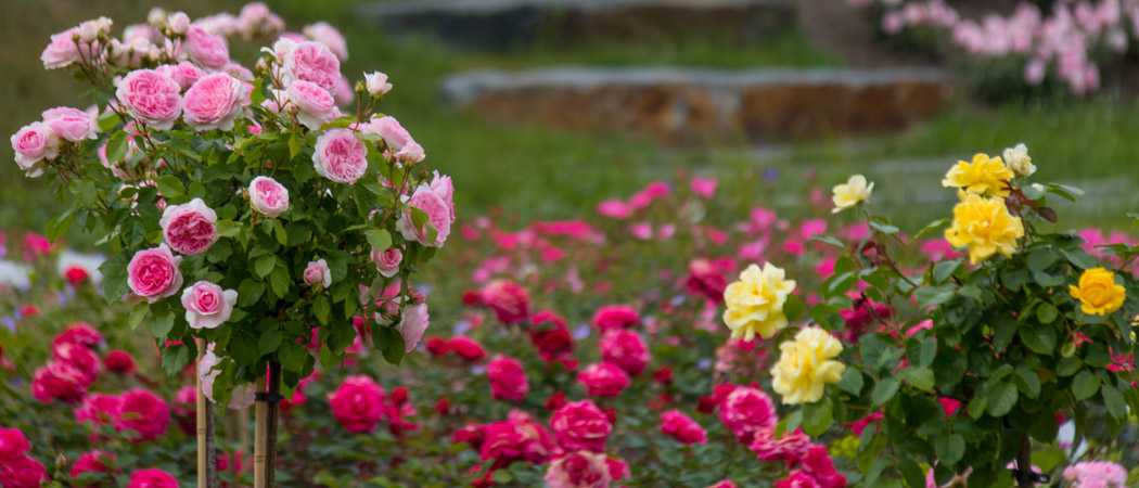 Все о голландских розах: особенности выращивания, посадки и ухода