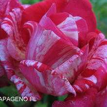 Роза плетистая красная: описание и названия 10 сортов, особенности посадки, выращивания, ухода, цветения, отзывы и фото