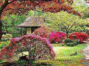 Айва японская посадка из семян и уход в открытом грунте - сад и огород