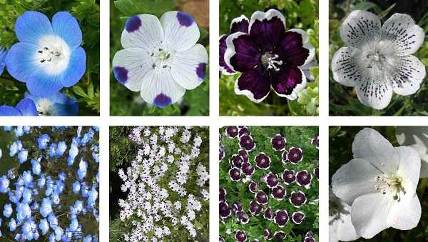 Цветок "немофила": описание, выращивание из семян, посадка и уход + фото