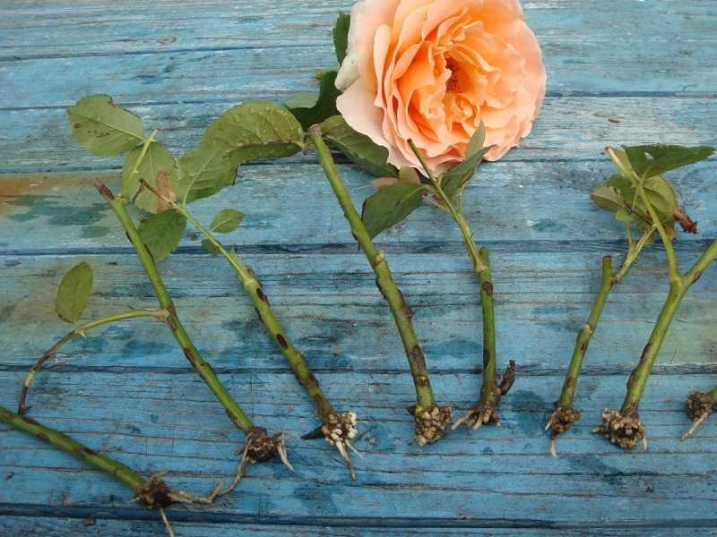 Описание раннецветущей плетистой розы сорта голден шауэрс: особенности растения
