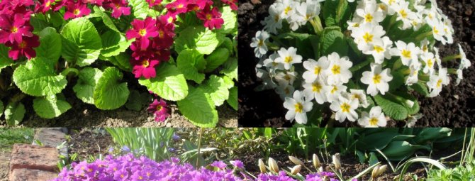 Кустарники-многолетники цветущие весной, летом, осенью фото с названиями