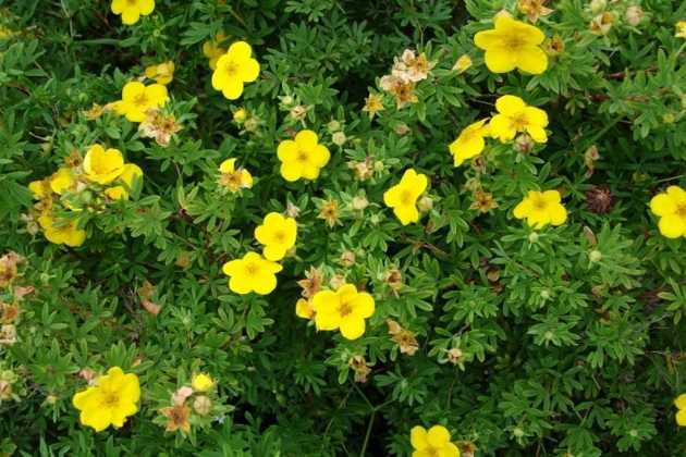 Размножение лапчатки кустарниковой черенками - theflowers