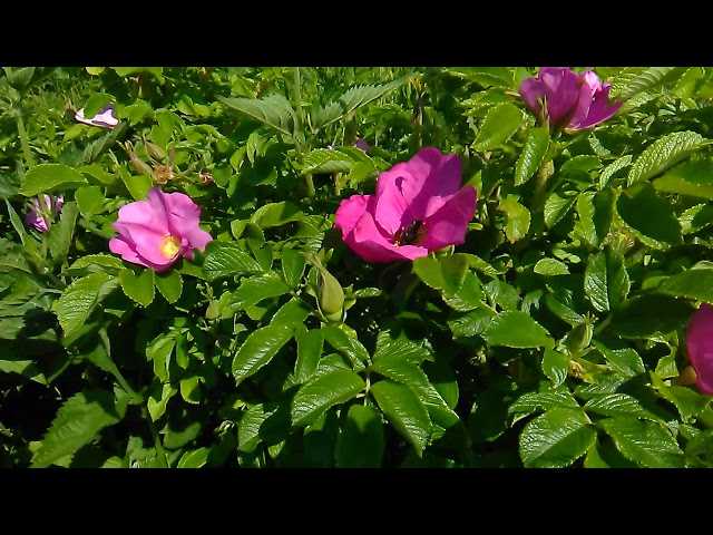 Как посадить и вырастить на даче эффектную розу флорибунда мидсаммер