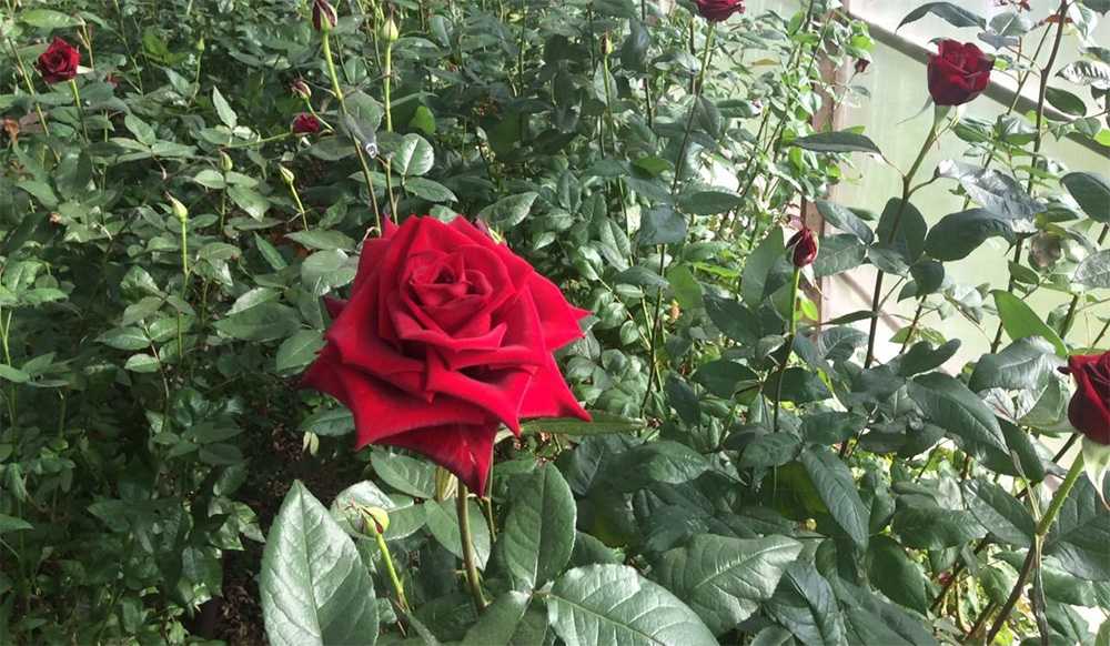 Роза чайно-гибридная черная магия (блэк мэджик) и её виды