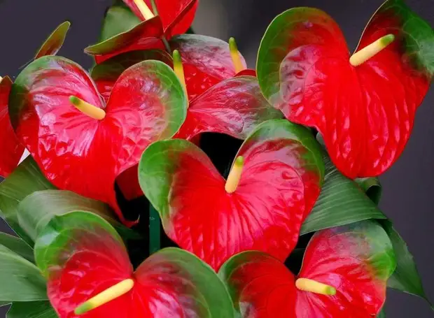 Цветок мужское счастье – антуриум или цветок фламинго. уход в домашних условиях, условия для цветения. болезни растения
