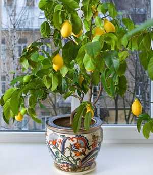 Павловский лимон | история, как ухаживать, где купить
