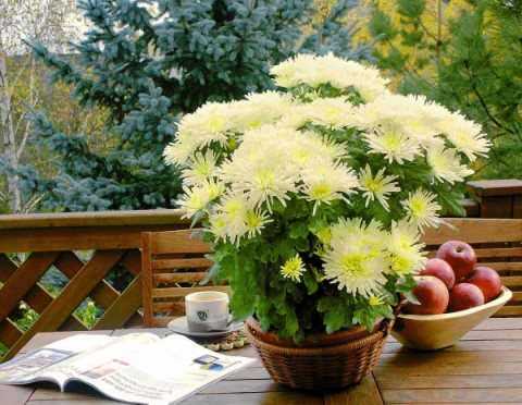 Хризантема болотная: выращивание из семян и уход