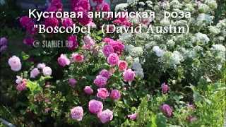 О розе боскобель (boscobel): описание и характеристики сорта роз остина
