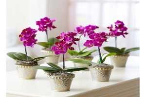 Как ухаживать за орхидеей фаленопсис в домашних условиях после покупки