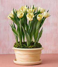 Выгонка тюльпанов в домашних условиях: пошаговая инструкция