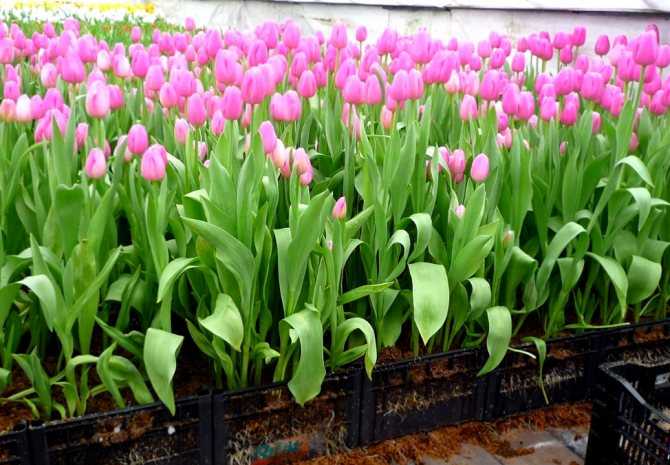 Как вырастить тюльпаны к 8 марта в домашних условиях: советы для начинающих с фото
