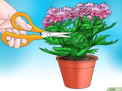 Особенности выращивания хризантемы мультифлора | дачная жизнь