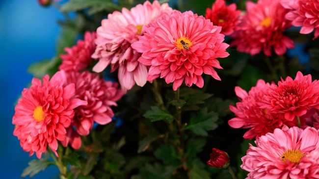 Цветы для клумбы (105 фото): какие растут в цветниках с декоративной травой, названия осенних и летних растений, лаватера с розами и другие комбинации