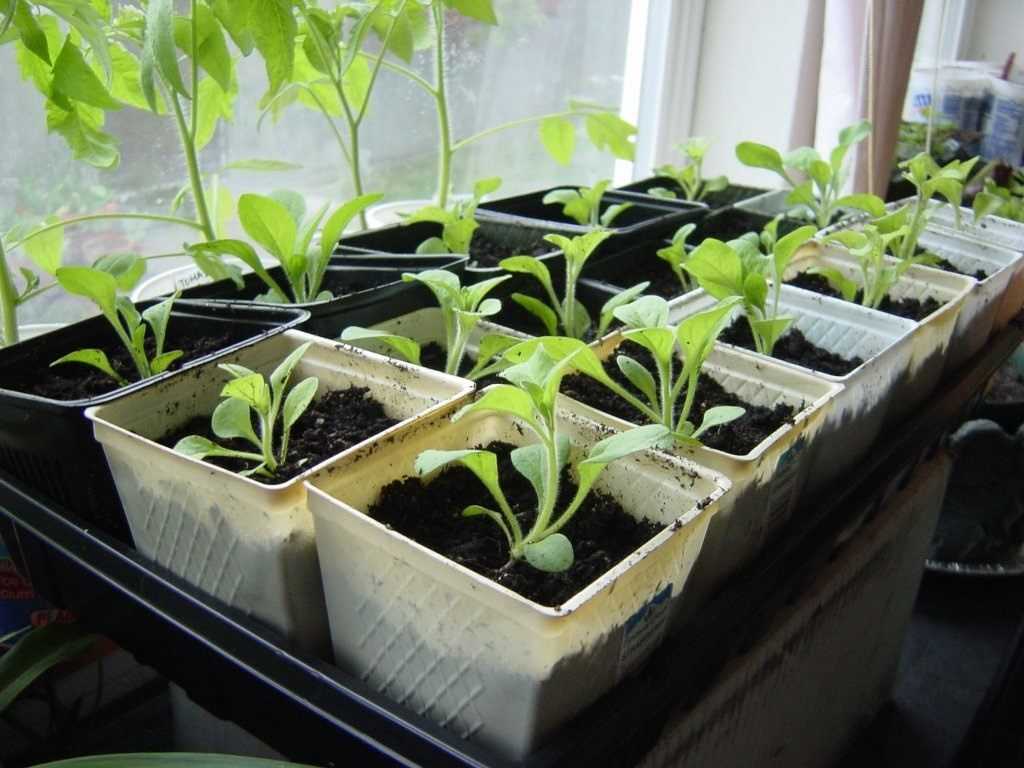 Мастер-класс по посеву семян петунии на рассаду в торфяные таблетки
