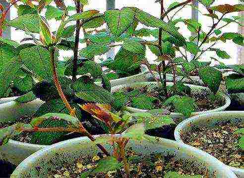 Как правильно посадить хосты? советы по выращиванию из семян и из корня на ydoo.info