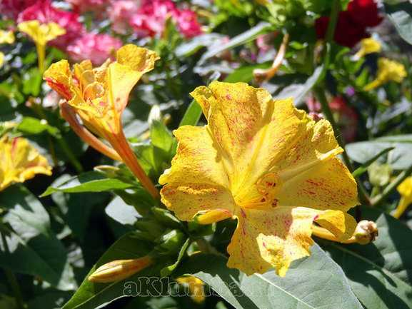Низкорослые цветы для клумб: название, описание и фото многолетних, двулетних и однолетних цветущих растений