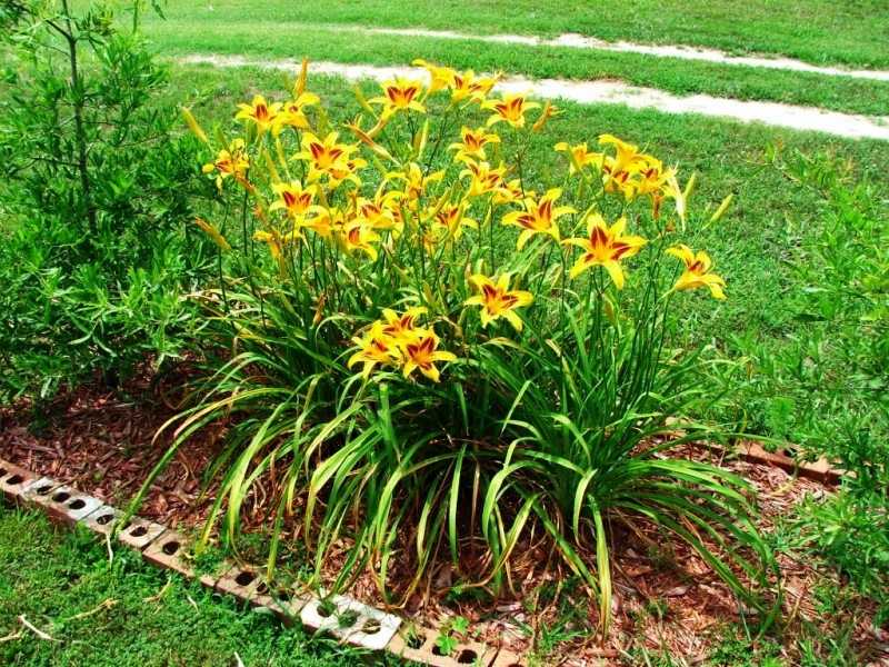 Оранжевый лилейник: описание популярных сортов и гибридов, применение в ландшафтном дизайне Выращивание и размножение декоративных растений