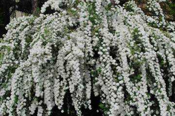 Спирея «макрофилла» (31 фото): описание спиреи японской macrophylla, использование в ландшафтном дизайне и обрезка, посадка и уход