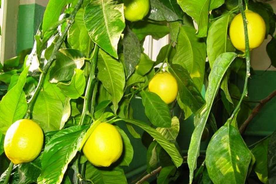 Как вырастить лимон в горшке на подоконнике