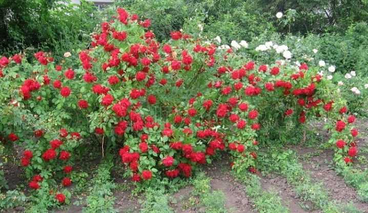 Выращивание плетистой розы эльф: секреты посадки и ухода за сортом