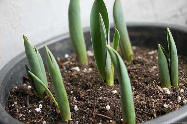 Вырастить тюльпаны к 8 марта в теплице: сроки и правила посадки, возможные проблемы Рекомендации по выбору луковиц Подготовка теплицы