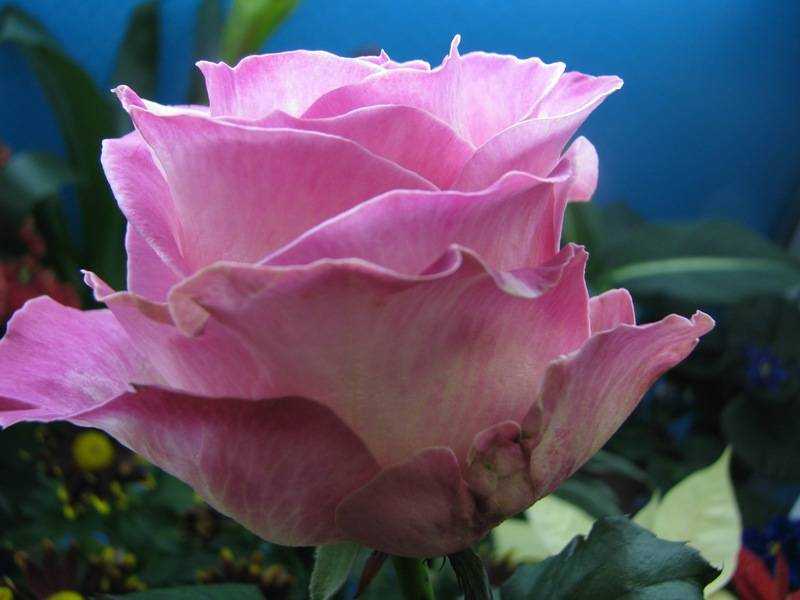 Роза осиана (osiana) — описание гибридного сорта
