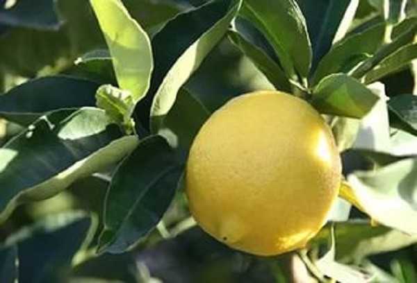 Лимон пандероза: описание сорта, уход в домашних условиях