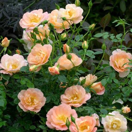 Роза ангажемент: описание, характеристика и фото сорта, цветение и использование в ландшафтном дизайне, уход и размножение, болезни и вредителидача эксперт