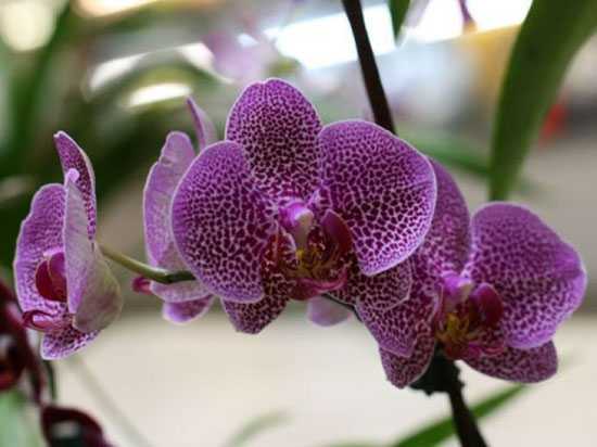 Цветок орхидея каттлея: фото видов, видео ухода в домашних условиях, размножение каттлеи